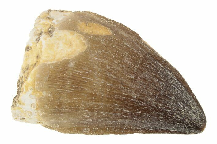 Fossil Mosasaur Prognathodon Teeth Morocco For Sale